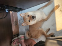 국내최대 반려동물무료분양 포털, 반려동물 분양, 애견, 고양이, 고슴도치, 햄스터, 토끼, 유기견, 티컵강아지 무료분양 정보제공. 주세요닷컴... 