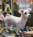국내최대 반려동물무료분양 포털, 반려동물 분양, 애견, 고양이, 고슴도치, 햄스터, 토끼, 유기견, 티컵강아지 무료분양 정보제공. 주세요닷컴... 