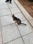 국내최대 반려동물무료분양 포털, 반려동물 분양, 애견, 고양이, 고슴도치, 햄스터, 토끼, 유기견, 티컵강아지 무료분양 정보제공. 주세요닷컴... 