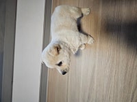 국내최대 반려동물무료분양 포털, 반려동물 분양, 애견, 고양이, 고슴도치, 햄스터, 토끼, 유기견, 티컵강아지 무료분양 정보제공. 주세요닷컴... 