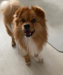 국내최대 반려동물무료분양 포털, 반려동물 분양, 애견, 고양이, 고슴도치, 햄스터, 토끼, 유기견, 티컵강아지 무료분양 정보제공. 주세요닷컴... 