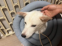 국내최대 반려동물무료분양 포털, 반려동물 분양, 애견, 고양이, 고슴도치, 햄스터, 토끼, 유기견, 티컵강아지 무료분양 정보제공. 주세요닷컴... 