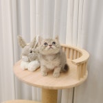 고양이분양 브리티쉬 숏헤어 분양, 고양이분양포털 주세요닷컴 No1263512