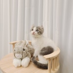 고양이분양 아메리칸컬 분양, 고양이분양포털 주세요닷컴 No1263102
