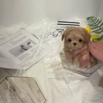 강아지분양 말티푸 분양, 강아지분양포털 주세요닷컴 No1267538