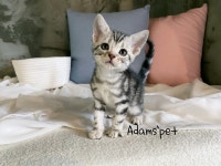 고양이분양 아메리칸 숏헤어 분양, 고양이분양포털 주세요닷컴 No1270289