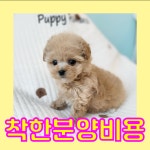 강아지분양 말티푸 분양, 강아지분양포털 주세요닷컴 No1274452