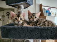 고양이분양 뱅갈 분양, 고양이분양포털 주세요닷컴 No1275063