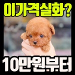 강아지분양 푸들 분양, 강아지분양포털 주세요닷컴 No1295664