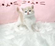고양이분양 브리티쉬 숏헤어 분양, 고양이분양포털 주세요닷컴 No1305427