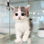 고양이분양 브리티쉬 숏헤어 분양, 고양이분양포털 주세요닷컴 No1310913