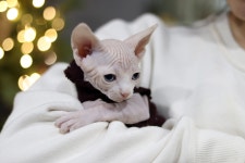 고양이분양 스핑크스 분양, 고양이분양포털 주세요닷컴 No1325488