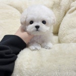 부산시강아지분양 비숑프리제 분양, 강아지분양포털 주세요닷컴 No1330534