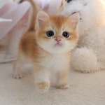 경기도고양이분양 브리티쉬 숏헤어 분양, 고양이분양포털 주세요닷컴 No1337225