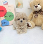 강아지분양 말티푸 분양, 강아지분양포털 주세요닷컴 No1339929