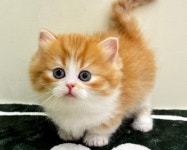 고양이분양 먼치킨 분양, 고양이분양포털 주세요닷컴 No1341352