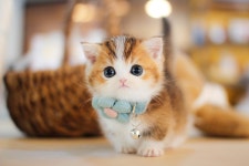 경기도고양이분양 먼치킨 분양, 고양이분양포털 주세요닷컴 No1342689