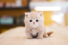 고양이분양 먼치킨 분양, 고양이분양포털 주세요닷컴 No1343407