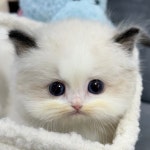 경기도 고양이분양 렉돌 분양 고양이분양포털 주세요닷컴 No1346684