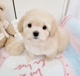 강아지분양 가정견 분양, 강아지분양포털 주세요닷컴 No1346929