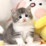 강아지무료분양 고양이무료분양 ZOO세요 주세요닷컴 세상 모든 반려동물 ZOO세요 - 세상 모든 반려동물 🐾