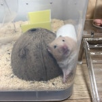 강원도햄스터무료분양 골든햄스터 무료분양, 햄스터무료분양포털 주세요닷컴 No316690