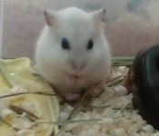 부산시햄스터무료분양 펄 무료분양, 햄스터무료분양포털 주세요닷컴 No325324