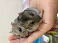 서울시햄스터무료분양 정글리안 무료분양, 햄스터무료분양포털 주세요닷컴 No328957