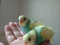 경기도사랑앵무무료분양 사랑앵무(잉꼬) 무료분양, 사랑앵무무료분양포털 주세요닷컴 No345522