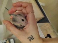 경기도기타 반려동물무료분양 햄스터 무료분양, 기타 반려동물무료분양포털 주세요닷컴 No345816