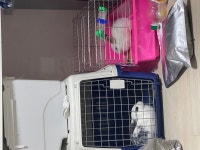 인천무료분양 토끼 무료분양, 무료분양포털 주세요닷컴 No357354