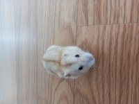 햄스터무료분양 푸딩 무료분양, 햄스터무료분양포털 주세요닷컴 No357986