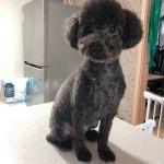 대전시강아지무료분양 푸들 무료분양, 강아지무료분양포털 주세요닷컴 No372227