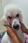 강아지무료분양 스탠다드 푸들 무료분양, 강아지무료분양포털 주세요닷컴 No374441