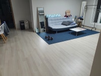 강아지무료분양 푸들 입양,, 강아지무료분양포털 주세요닷컴 No375413