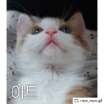 부산고양이무료분양 한국 고양이 무료분양, 고양이무료분양포털 주세요닷컴 No377376