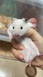 서울시기타 반려동물무료분양 골든햄스터 무료분양, 기타 반려동물무료분양포털 주세요닷컴 No378419