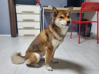 부산시강아지무료분양 시바견 무료분양, 강아지무료분양포털 주세요닷컴 No378508