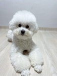 강원도 유기견무료분양 푸숑 무료분양 유기견무료분양포털 주세요닷컴 No378654