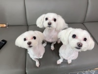 대전시강아지무료분양 말티즈 무료분양, 강아지무료분양포털 주세요닷컴 No382133