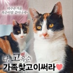 서울시고양이무료분양 한국 고양이 무료분양, 고양이무료분양포털 주세요닷컴 No397214