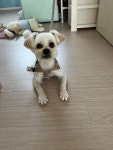 대전시강아지무료분양 믹스 무료분양, 강아지무료분양포털 주세요닷컴 No399082