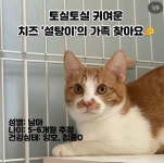 서울고양이무료분양 한국 고양이 무료분양, 고양이무료분양포털 주세요닷컴 No407766