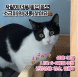 서울고양이무료분양 한국 고양이 무료분양, 고양이무료분양포털 주세요닷컴 No407766