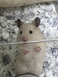 제주도 기타 반려동물무료분양 골든햄스터 무료분양 기타 반려동물무료분양포털 주세요닷컴 No409226