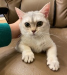 서울시고양이무료분양 브리티쉬 숏헤어 무료분양, 고양이무료분양포털 주세요닷컴 No409631