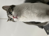 서울시고양이무료분양 한국 고양이 무료분양, 고양이무료분양포털 주세요닷컴 No413933