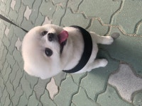 강아지무료분양 포메라니안 입양,, 강아지무료분양포털 주세요닷컴 No413937