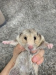 햄스터무료분양 골든햄스터 무료분양, 햄스터무료분양포털 주세요닷컴 No414509