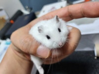 광주시기타 반려동물무료분양 햄스터 무료분양, 기타 반려동물무료분양포털 주세요닷컴 No414705